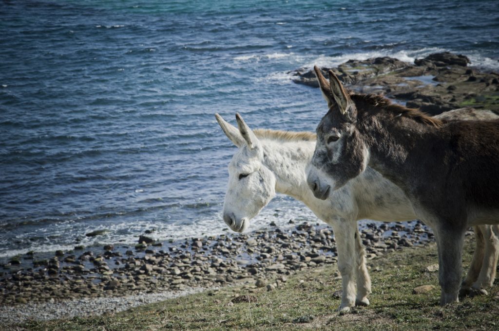 Ruta-senderismo-Algeciras-Tarifa-colada-de-la-costa-burros